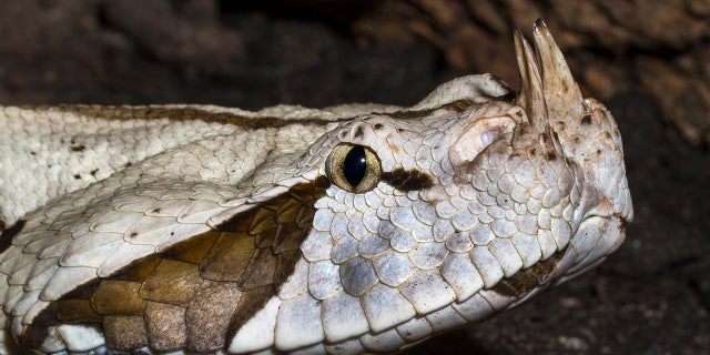 The Gaboon viper's venom "can cause shock, loss of consciousness or death in humans," the Justice Department says.