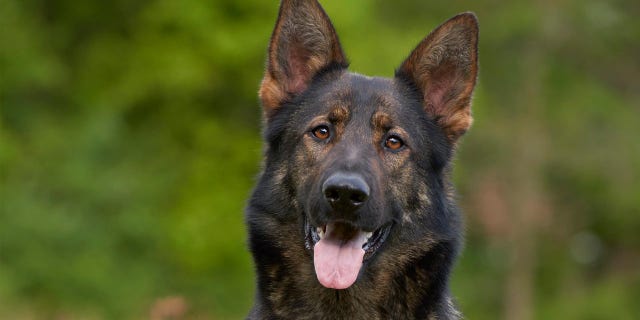 FILE - A picture of a German Shepherd.