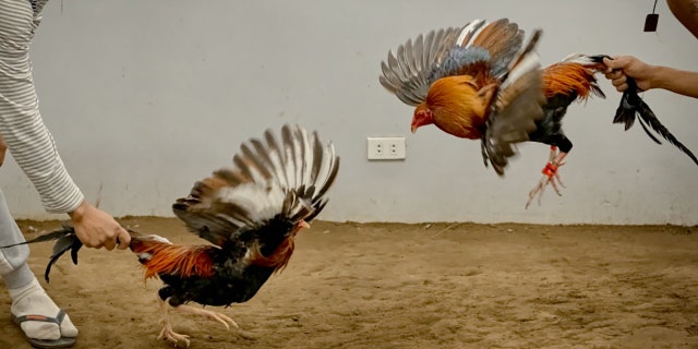 Filipinos, spar their game fowls, inside a game farm in a six-day cup of the blood-sport now being broadcasted online, on Feb. 20, 2021, in Sta Cruz, Laguna, south of Manila, Philippines. (Getty Images)