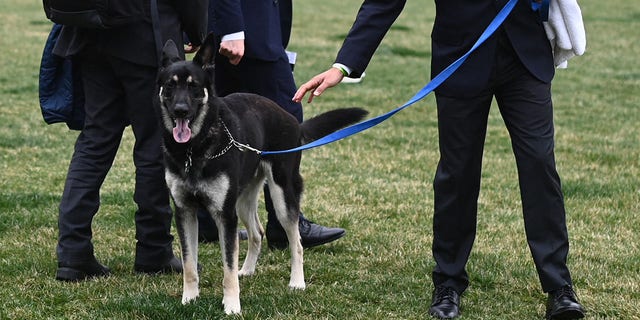 The Bidens dog Major is seen on the South Lawn of the White House in Washington, DC, on March 31, 2021. (Photo by MANDEL NGAN/POOL/AFP via Getty Images)