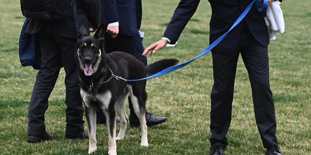 The Bidens' dog Major is seen on the South Lawn of the White House in Washington, D.C., on March 31, 2021. (Photo by MANDEL NGAN/POOL/AFP via Getty Images)