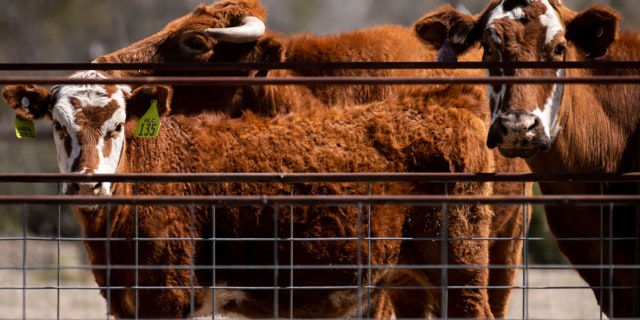 Cows stand in a pen near Fort Stockton, Texas on Saturday, April 10, 2021. (Photo By Bill Clark/CQ-Roll Call, Inc via Getty Images)