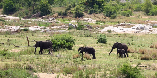 Elephants are pictured in the nearby Kruger National Park on November 26, 2020, in Malelane, South Africa. (Photo by Richard Heathcote/Getty Images)