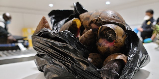 U.S. Customs and Border Protection agents seized 22 Giant Afrian Snails from a traveler's bag at JFK airport earlier this week.