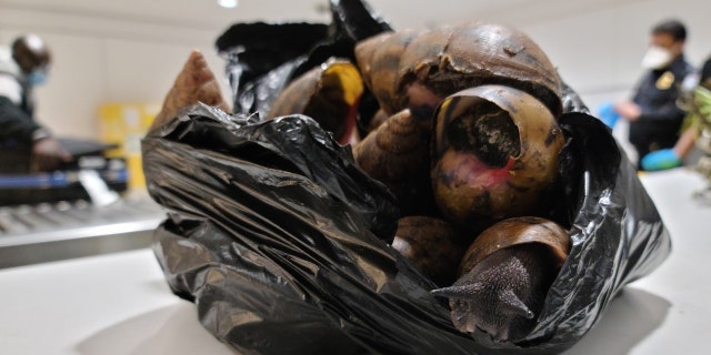 U.S. Customs and Border Protection agents seized 22 Giant Afrian Snails from a traveler's bag at JFK airport earlier this week.