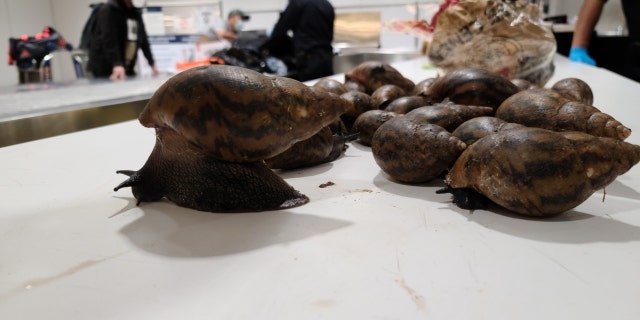 Florida has been working to eradicate Giant African Snails since they were reintroduced to the state in 2011, after first being eradicated in the 1970s.