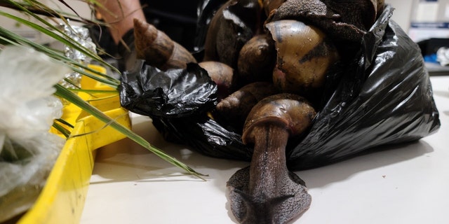Giant African Snails are "highly invasive." CBP said. They eat at least 500 types of plants and can cause damage to stucco and plaster structures.