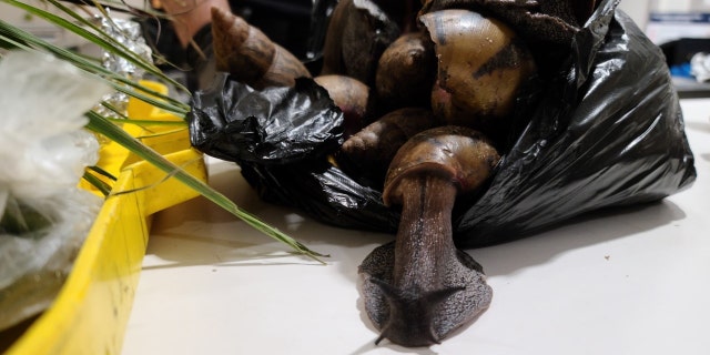 Giant African Snails are "highly invasive." CBP said. They eat at least 500 types of plants and can cause damage to stucco and plaster structures.