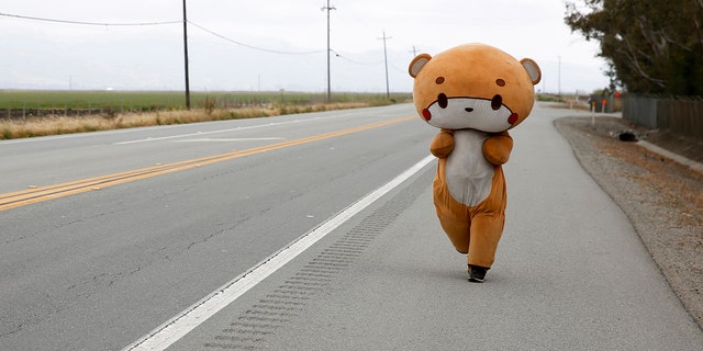 Jesse Larios, 33, from Los Angeles, wears a bear suit while walking along Hollister Road in Gilroy, Calif. on April 21.