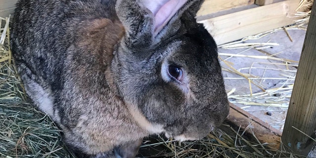 Darius, the world's longest rabbit, was reportedly stolen from his home over the weekend. His owner, former Playboy model and rabbit breeder Annette Edwards is offering a reward for his return. (West Mercia Police via AP)