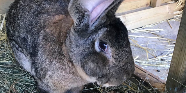 Darius, the world's longest rabbit, was reportedly stolen from his home over the weekend. His owner, former Playboy model and rabbit breeder Annette Edwards is offering a reward for his return. (West Mercia Police via AP)