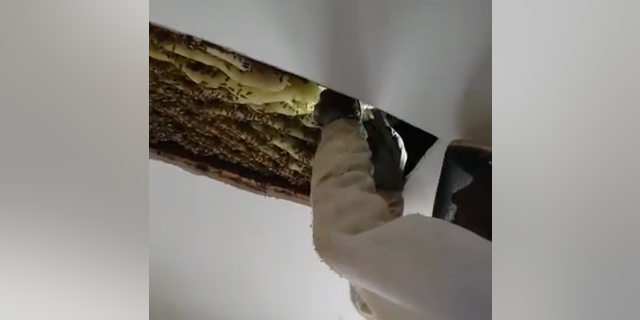 Bobby Chaisson, the operations director for Georgia Bee Removal, removes a colony of 100,000 bees from a woman's home.