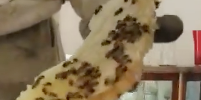 The bee colony was massive at about five feet long and 18 inches wide, and 12 inches deep, leading to globs of honey.