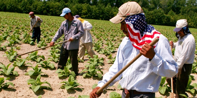 Mexican farm workers who are allowed into America on a special seasonal harvest visa known as an H2A, weed a tobacco field in Greene County, North Carolina. 