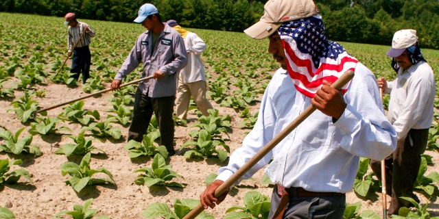Mexican farm workers who are allowed into America on a special seasonal harvest visa called H2A, weed a tobacco field in Greene County, North Carolina.