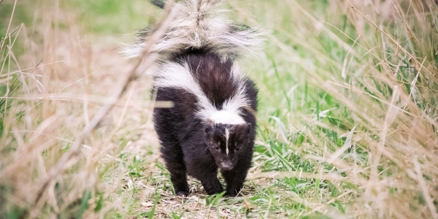 Skunk ownership and trading is illegal in Tennessee, with some exceptions.