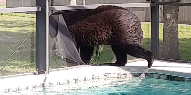 A Golden Gate Estates homeowner has been spotting an unusual guest cooling off inside her swimming pool on hot days