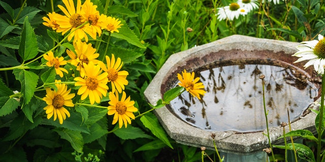 The agency warns you can get sick when you touch your mouth with unwashed hands after touching birds, bird feeders or birdbaths.