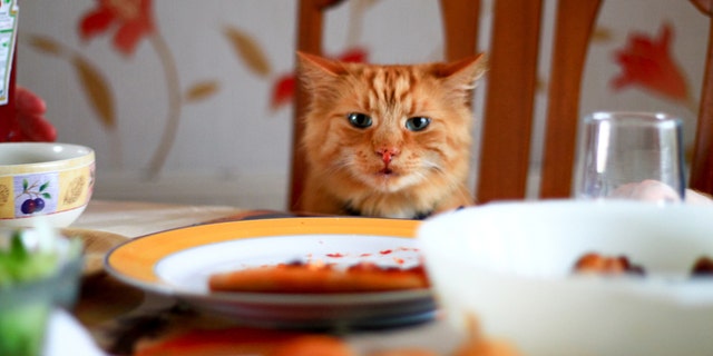 Fancy Feast has released a free cookbook for humans online, inspired by its new line of single-serve cat food entrees. (iStock)