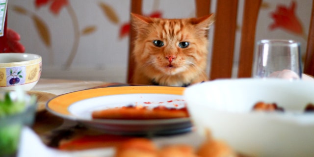 Fancy Feast has released a free cookbook for humans online, inspired by its new line of single-serve cat food entrees. (iStock)