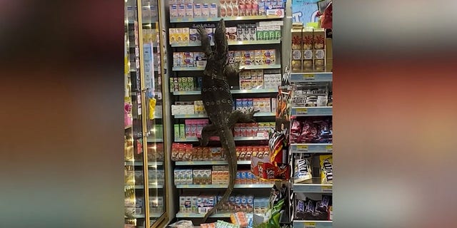 The six-foot-long monitor lizard entered the store after emerging from a nearby canal in Nakhon Pathom, Thailand, on April 6th.