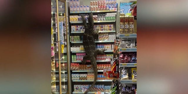 The six-foot-long monitor lizard entered the store after emerging from a nearby canal in Nakhon Pathom, Thailand, on April 6th.