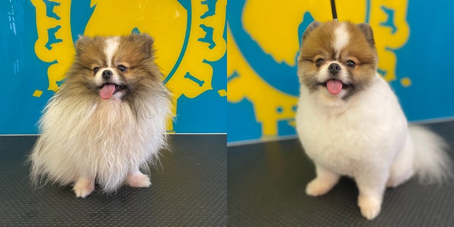The long-haired dog breeds, including poodles, labradoodles, spaniels, and a Pomeranian, would usually have a haircut at least every six weeks.