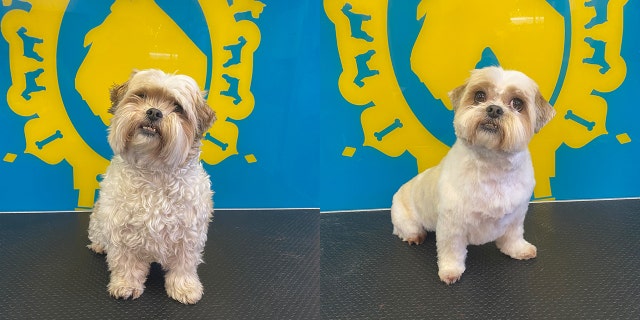 The Bone Idol business also extends to the Bone Idol Academy, which trains would-be dog groomers. Scott said that that part of the business has seen a giant surge in applications since the start of the pandemic.