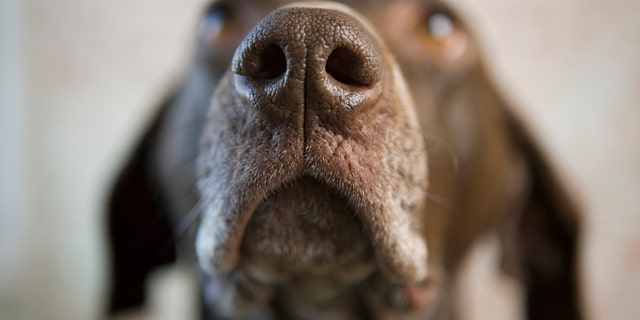 The researchers found that after three weeks of training, all the dogs could identify positive SARS-CoV-2 samples with 96% accuracy, on average. The overall specificity was 99%, meaning that there were barely any false positives; but the overall sensitivity was 68%, meaning there were some false negatives.