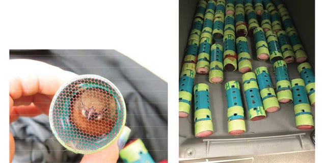 Man busted at JFK with 35 live finches stuffed inside hair curlers1