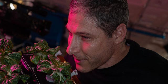 NASA astronaut and Expedition 64 flight engineer Michael Hopkins smells ‘Extra Dwarf’ pak choi plants growing aboard the International Space Station on March 26, 2021. The plants were grown for the Veggie study, which is exploring space agriculture as a way to sustain astronauts on future missions to the Moon or Mars.