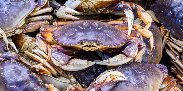 The Department of Fisheries and Oceans Canada (DFO) said the charges stem from a September 2018 incident.