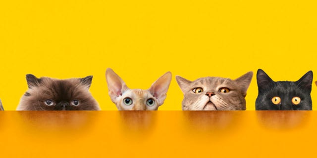 Different animals behind the orange color desk.