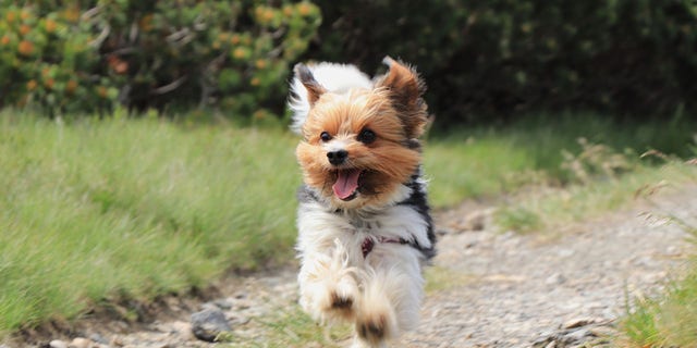 The American Kennel Club kicked off 2021 by adding the Biewer Terrier to its purebred dog registry. This small dog is said to be a 'intelligent,' 'amusing' and 'devoted' breed.