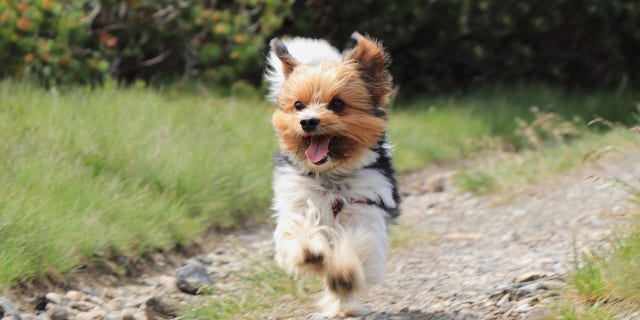 The American Kennel Club kicked off 2021 by adding the Biewer Terrier to its purebred dog registry. This little dog is said to be a