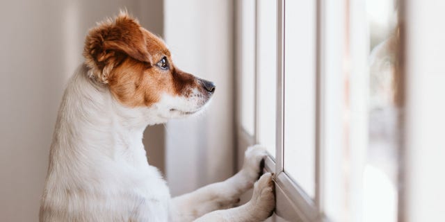 To help her dog cope, Cueto has invested $ 340 in professional pet training and counseling — a fraction of the amount many concerned owners are forking over — and Marty is becoming accustomed to being apart from his person.