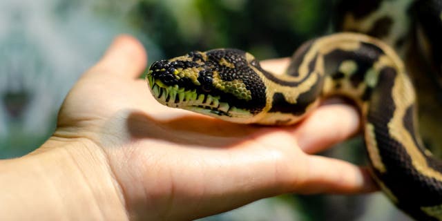 A social media post from the Snake Catchers Brisbane & Gold Coast identified the removed snake (not pictured) as a coastal carpet python. (iStock)