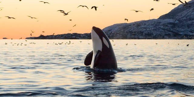 Fishing boat attacked by killer whales near Spain, follow News Without Politics, NWP subscribe here, best news without bias, Spain