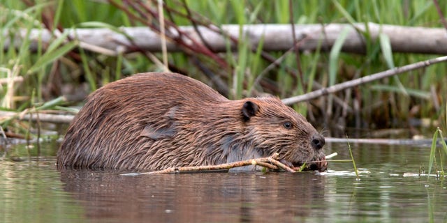 A spokesperson for internet provider Telus said that a beaver had chewed through a fiber cable at multiple points.