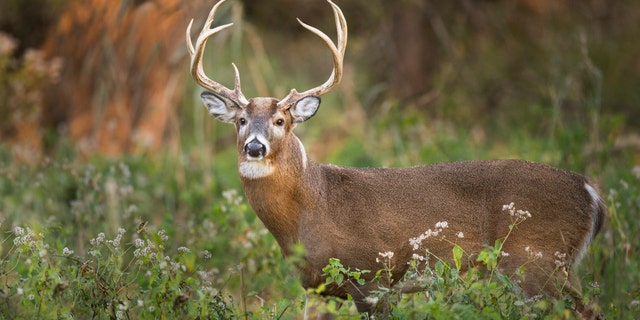 10 of Pennsylvania’s 23 wildlife management units (WMUs) had two weeks of concurrent buck and doe hunting last year.