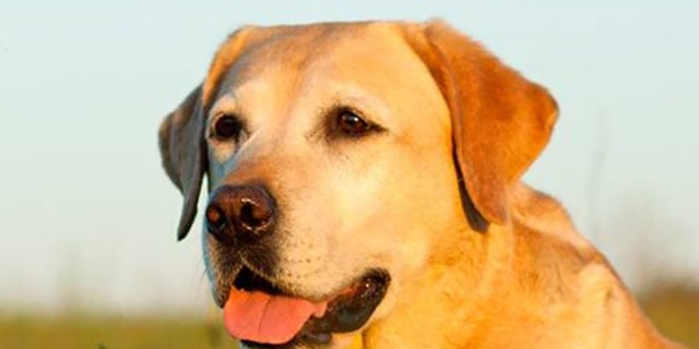 The disease primarily affects elderly canines and dogs below the age of 2. 