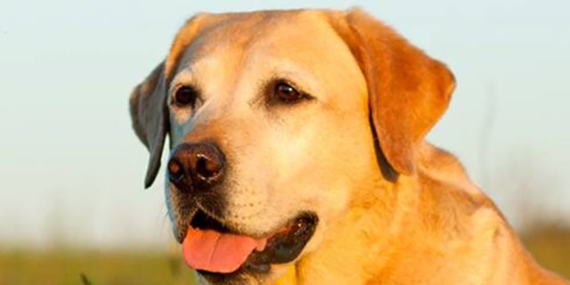 The disease primarily affects elderly canines and dogs below the age of 2. 