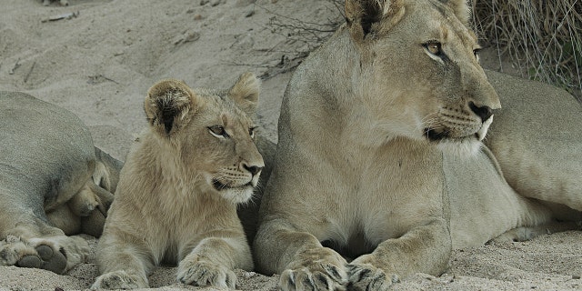 Witness the evolution of a powerful pride's lioness in the all-new wildlife special