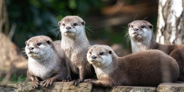 The otters are expected to make a full recovery.