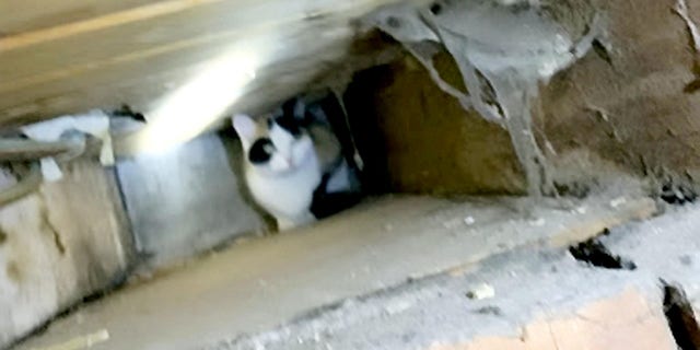 Glyn Stafford reportedly heard a meowing coming from one of the walls near the kitchen ceiling.