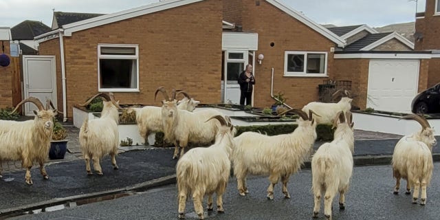 North Wales town taken over by a large herd of goats 3 Unfortunately, due to the pandemic and resulting lockdowns, contraceptive injections have not been given this year.