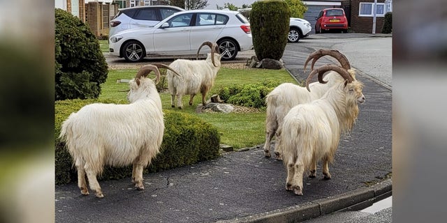 Normally, the Kashmiri goats near the town of Llandudno would receive contraceptive injections in order to keep their numbers down.