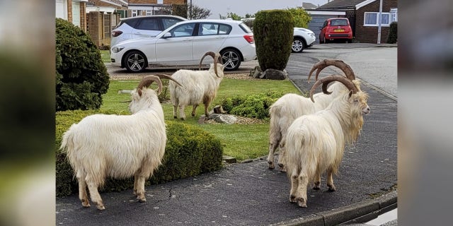 North Wales town taken over by a large herd of goats 2 Normally, Kashmiri goats near the town of Llandudno were given contraceptive injections in order to reduce their numbers.