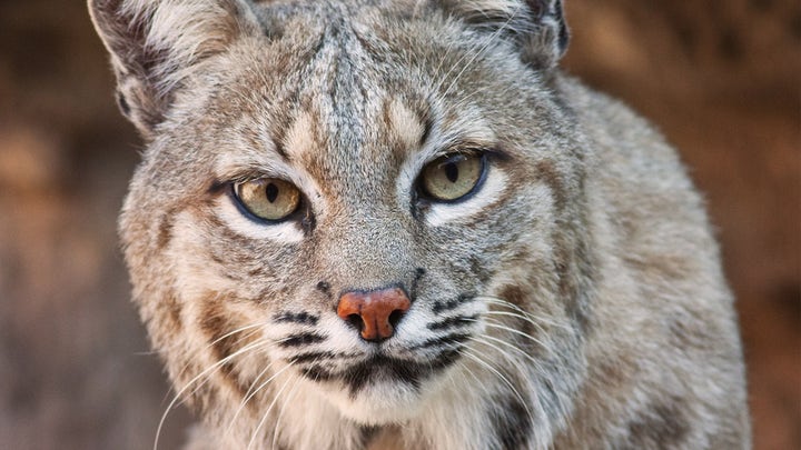 Bobcat stalks squirrel across Florida homeowner's pool roof