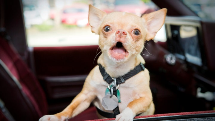 'Dog Whisperer' on why Biden's dog keeps misbehaving